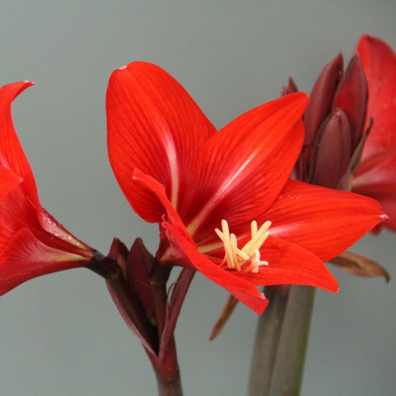 Hippeastrelia 'Durga Pradhan'