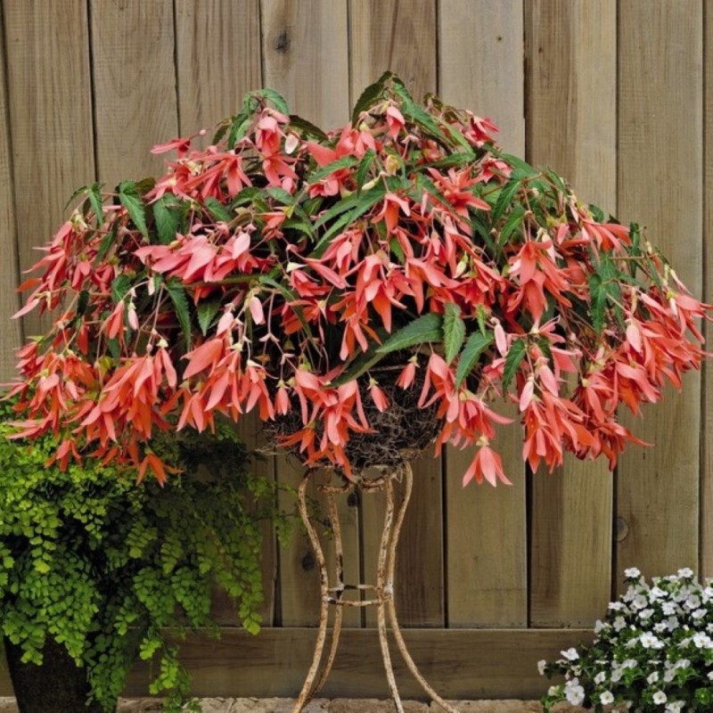 Begonia Bertinii boliviensis 'San Francisco' Begonia Bertinii boliviensis 'San Francisco'