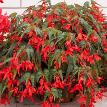 Begonia Bertinii boliviensis 'Santa Cruz'