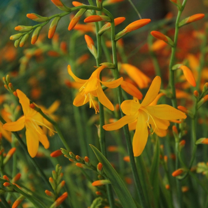 Crocosmia 'George Davison' Crocosmia 'George Davison'