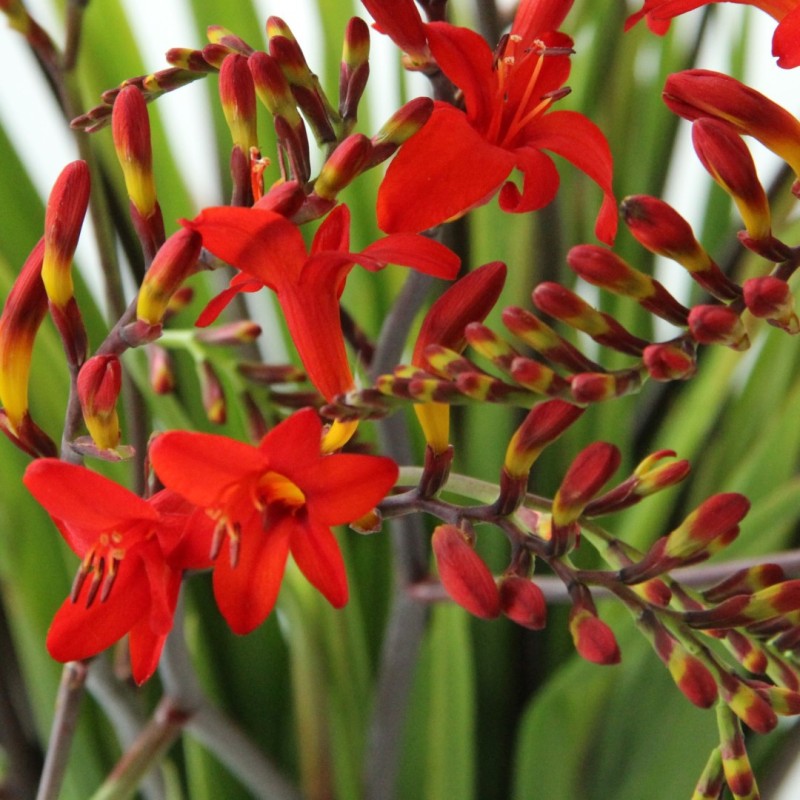 Crocosmia 'Lucifer' Crocosmia 'Lucifer'