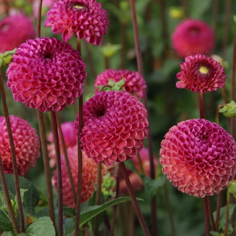 Dahlia 'Burlesca' Dahlia 'Burlesca'