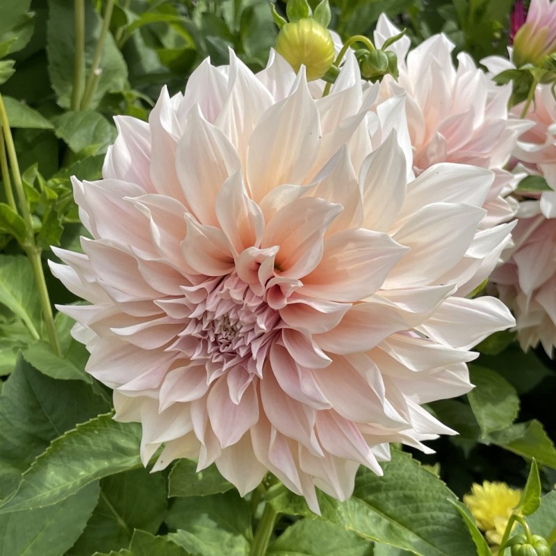 Dahlia 'Café au Lait' Dahlia 'Café au Lait'