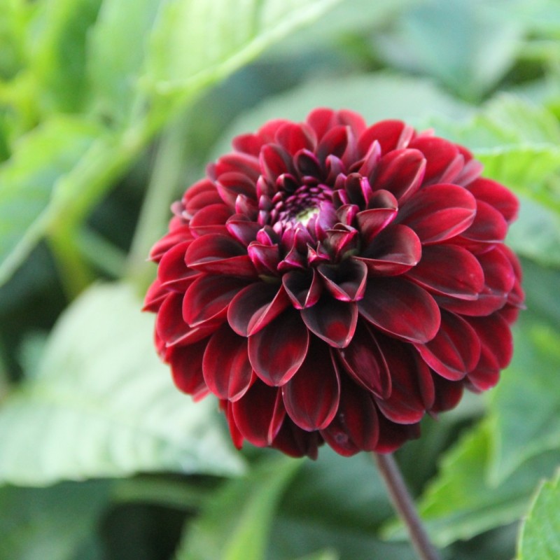 Dahlia 'Dark Spirit' Dahlia 'Dark Spirit'