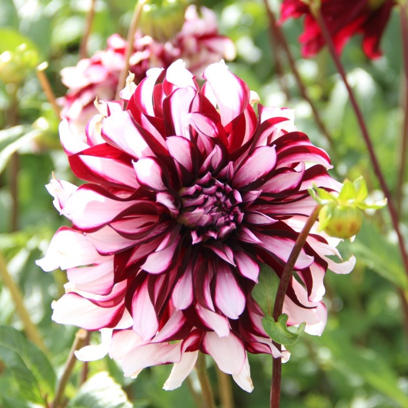 Dahlia 'Tartan' Dahlia 'Tartan'