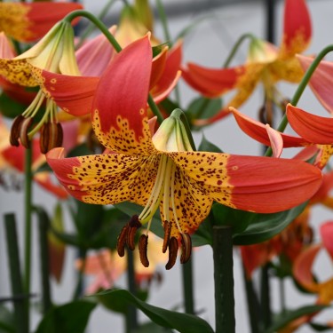 Lilium 'Fusion'