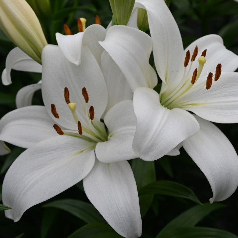 Lilium 'Kent' Lilium 'Kent'
