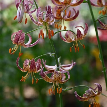 Lilium martagon 'Alberta Morning'