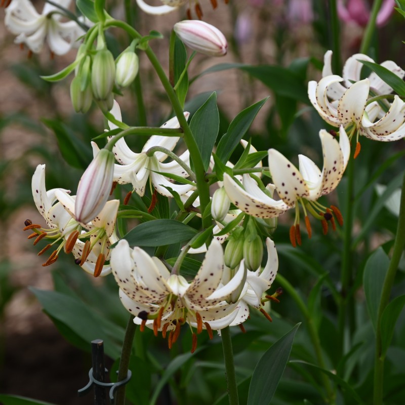 Lilium martagon 'Albi Morning' Lilium martagon 'Albi Morning'