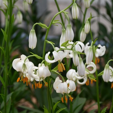 Lilium martagon 'Snowy Morning'