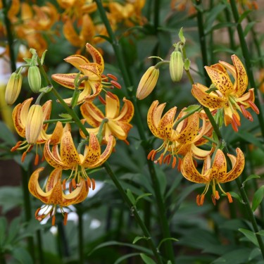 Lilium martagon 'Sunny Morning' 