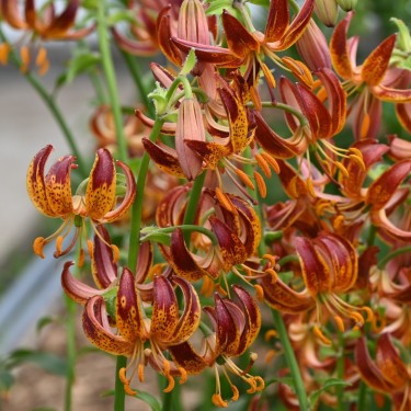 Lilium martagon 'Arabian Knight'