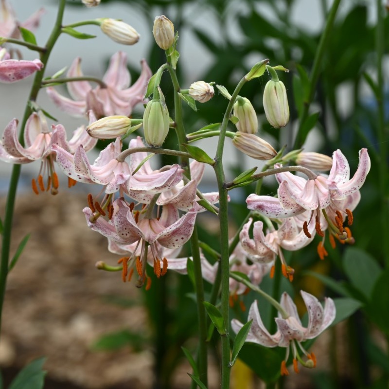 Lilium martagon 'Pink Morning' Lilium martagon 'Pink Morning'