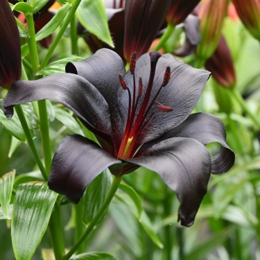 Lilium 'Nightrider'