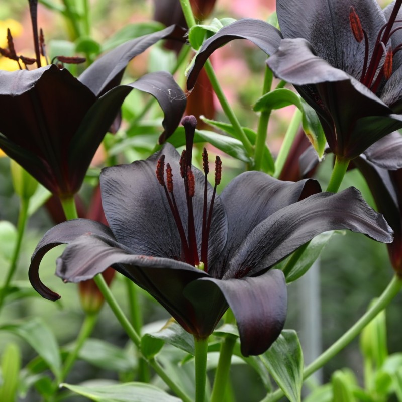 Lilium 'Nightrider'