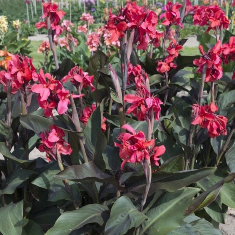 Canna 'Pink and Roses'
