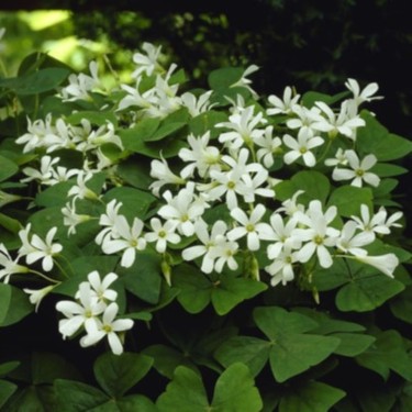 Oxalis triangularis papilionacea 