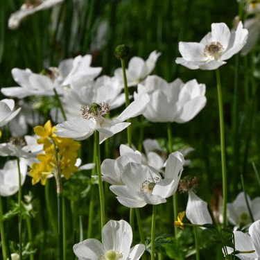 Anemone coronaria 'Bride'