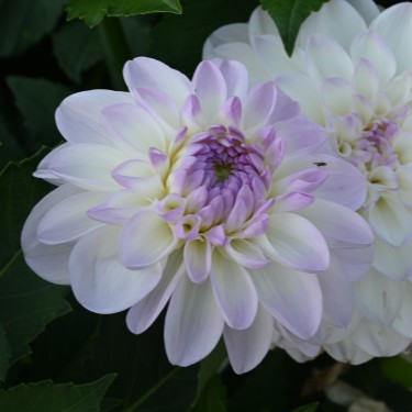 Dahlia 'Eveline' Dahlia 'Eveline'