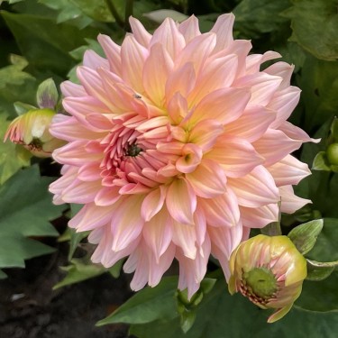 Dahlia 'Gallery Leonardo' ® Dahlia 'Gallery Leonardo' ®