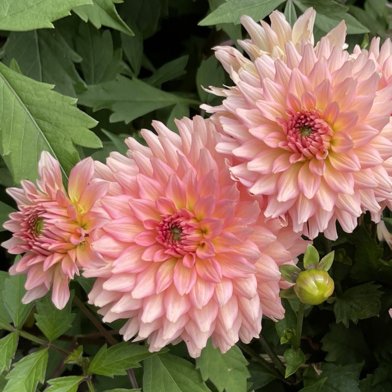 Dahlia 'Gallery Leonardo' ® Dahlia 'Gallery Leonardo' ®