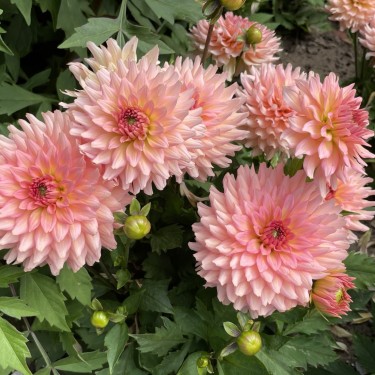 Dahlia 'Gallery Leonardo' ® Dahlia 'Gallery Leonardo' ®