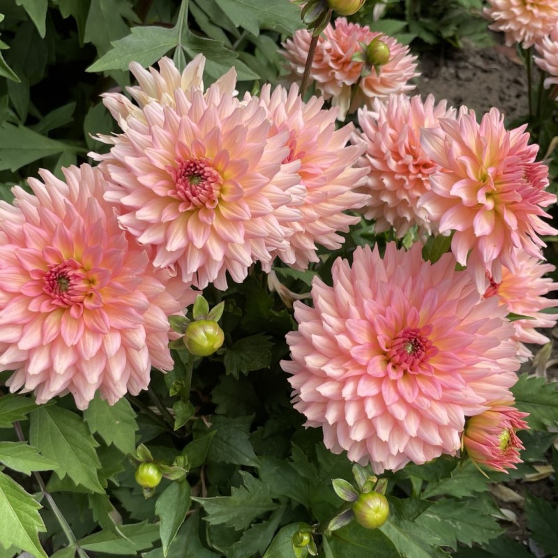 Dahlia 'Gallery Leonardo' ® Dahlia 'Gallery Leonardo' ®