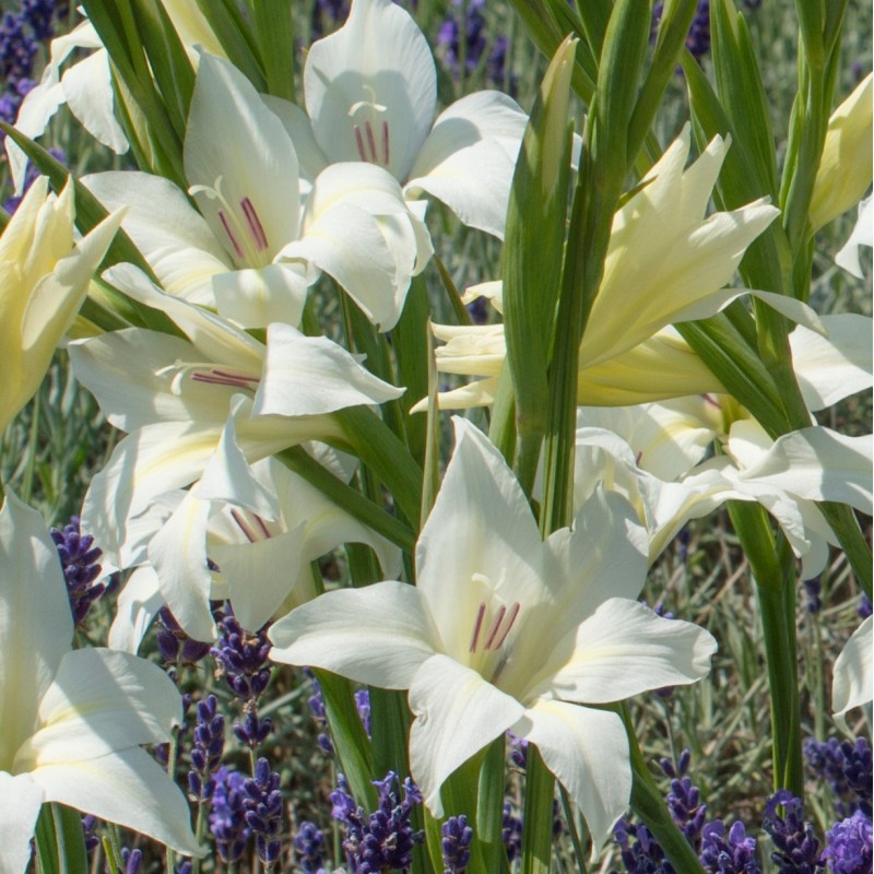 Gladiolus colvillei 'Albus' Gladiolus colvillei 'Albus'