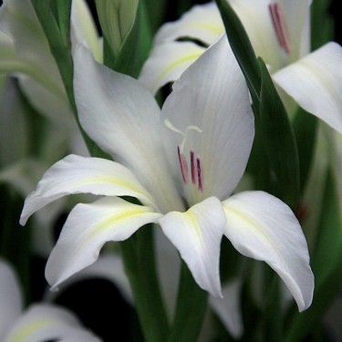 Gladiolus colvillei 'Albus' Gladiolus colvillei 'Albus'