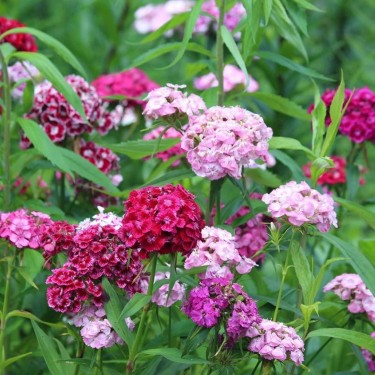 Dianthus barbatus, Duizendschoon -zaden-