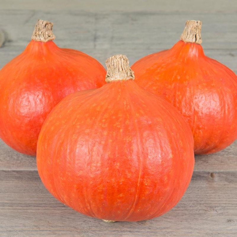 Pompoen 'Fictor F1, Cucurbita maxima -zaden-