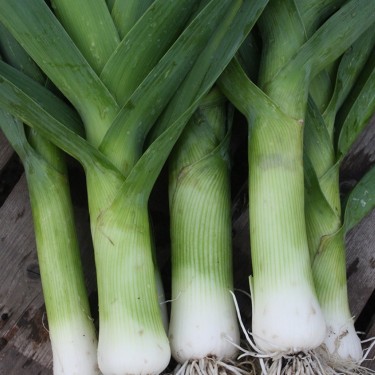 Prei, Allium ampeloprasum var. porrum 'Herfstreuzen' -zaden-