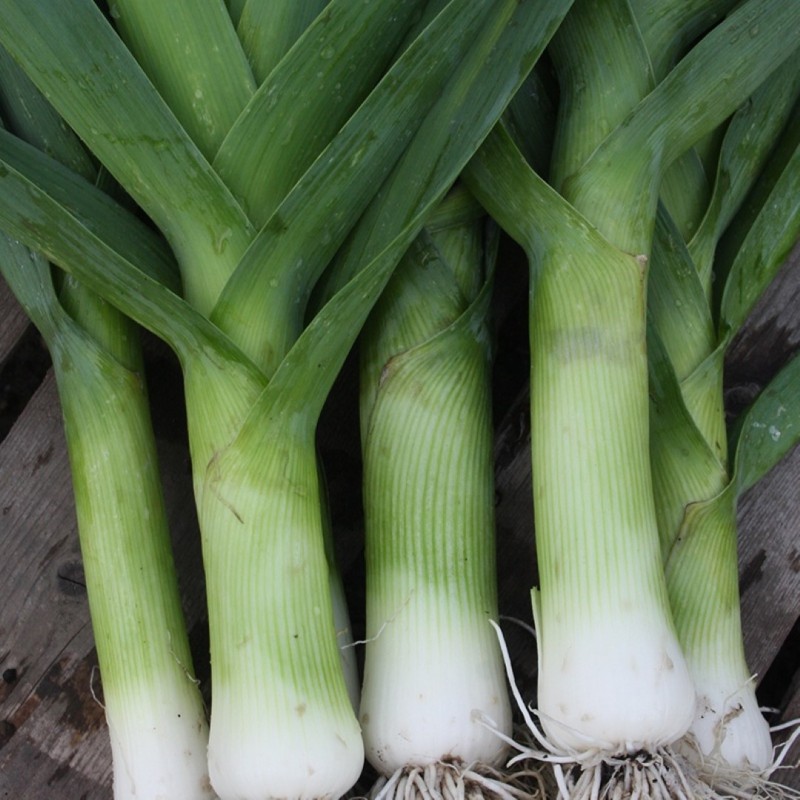 Prei, Allium ampeloprasum var. porrum 'Herfstreuzen' -zaden- Prei, Allium ampeloprasum var. porrum 'Herfstreuzen' -zaden-