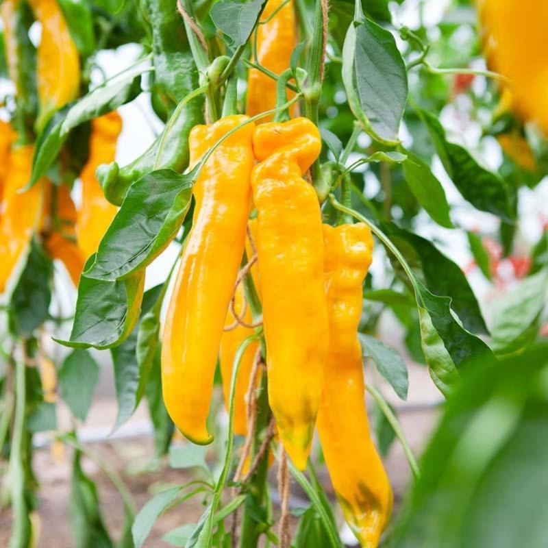 Zoetpuntpaprika Zazu, Capsicum annuum -zaden- Zoetpuntpaprika Zazu, Capsicum annuum -zaden-