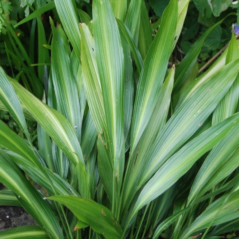 Aspidistra sichuanensis 'Ichi Mori Ji’ Aspidistra sichuanensis 'Ichi Mori Ji’