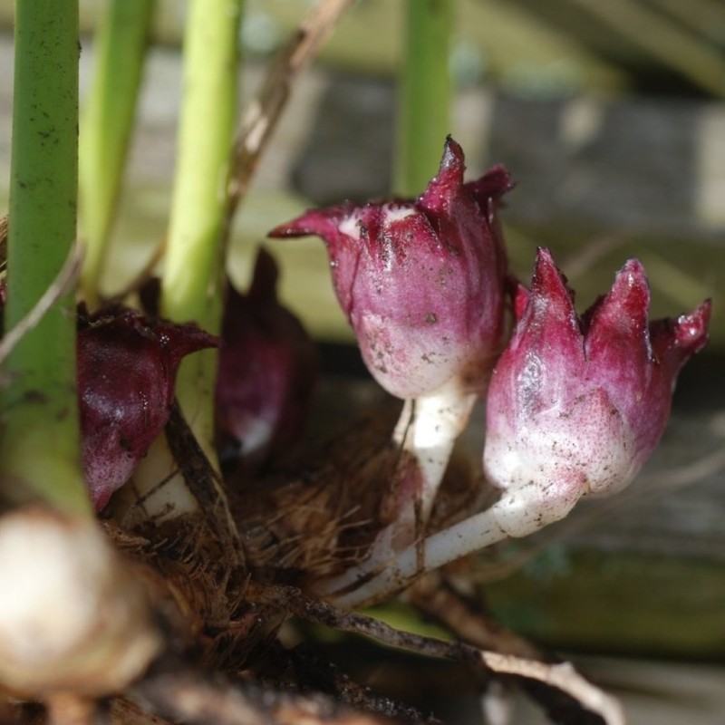 Aspidistra sichuanensis 'Ichi Mori Ji’ Aspidistra sichuanensis 'Ichi Mori Ji’