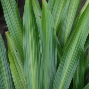 Aspidistra sichuanensis 'Ichi Mori Ji’ Aspidistra sichuanensis 'Ichi Mori Ji’