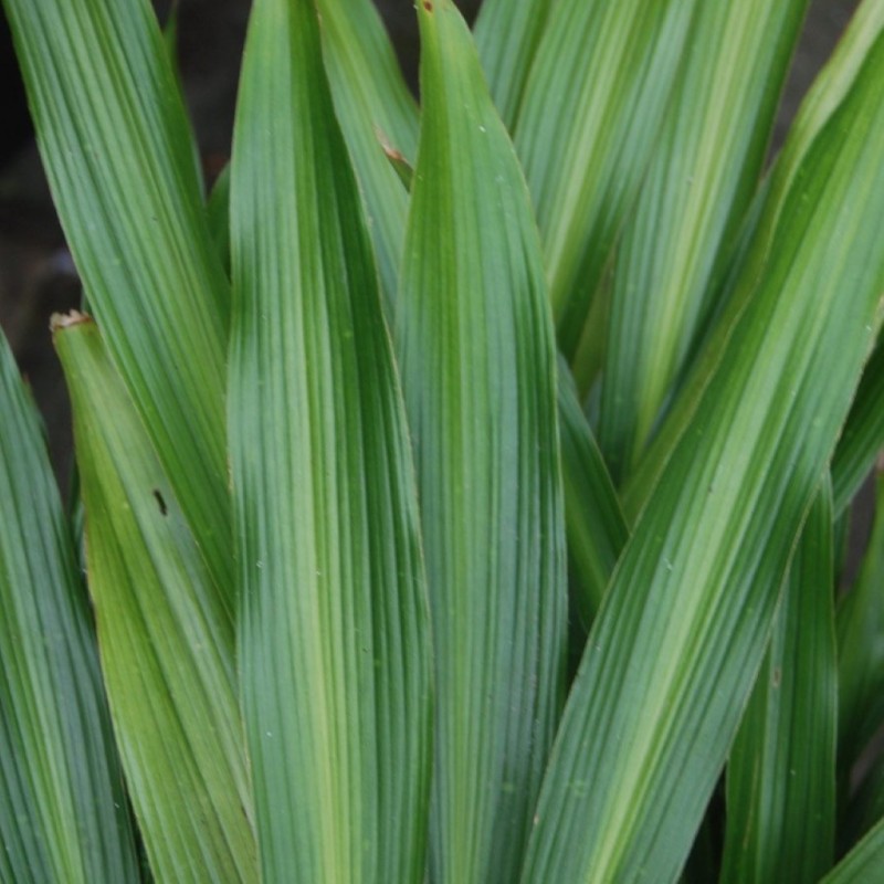 Aspidistra sichuanensis 'Ichi Mori Ji’ Aspidistra sichuanensis 'Ichi Mori Ji’