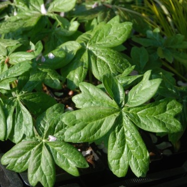 Sinopodophyllum hexandrum var. chinense Sinopodophyllum hexandrum var. chinense