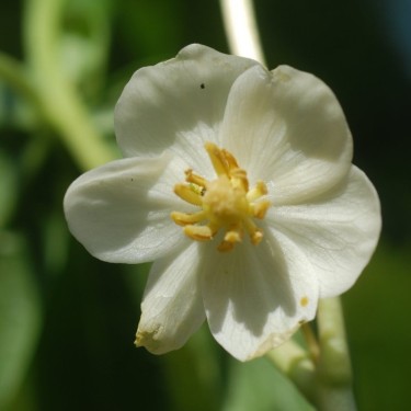 Sinopodophyllum hexandrum var. chinense Sinopodophyllum hexandrum var. chinense