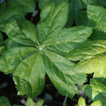 Sinopodophyllum hexandrum var. chinense Sinopodophyllum hexandrum var. chinense