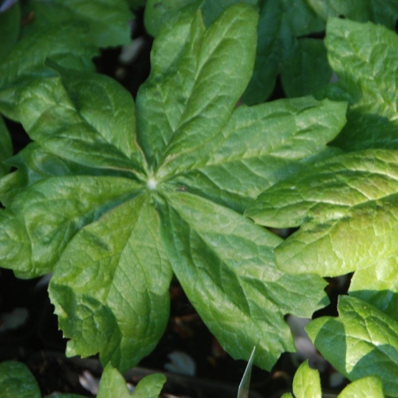 Sinopodophyllum hexandrum var. chinense Sinopodophyllum hexandrum var. chinense