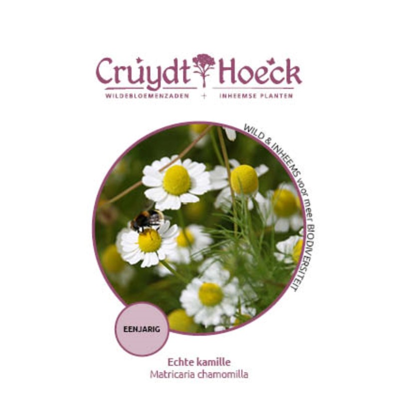 Echte kamille - Matricaria chamomilla