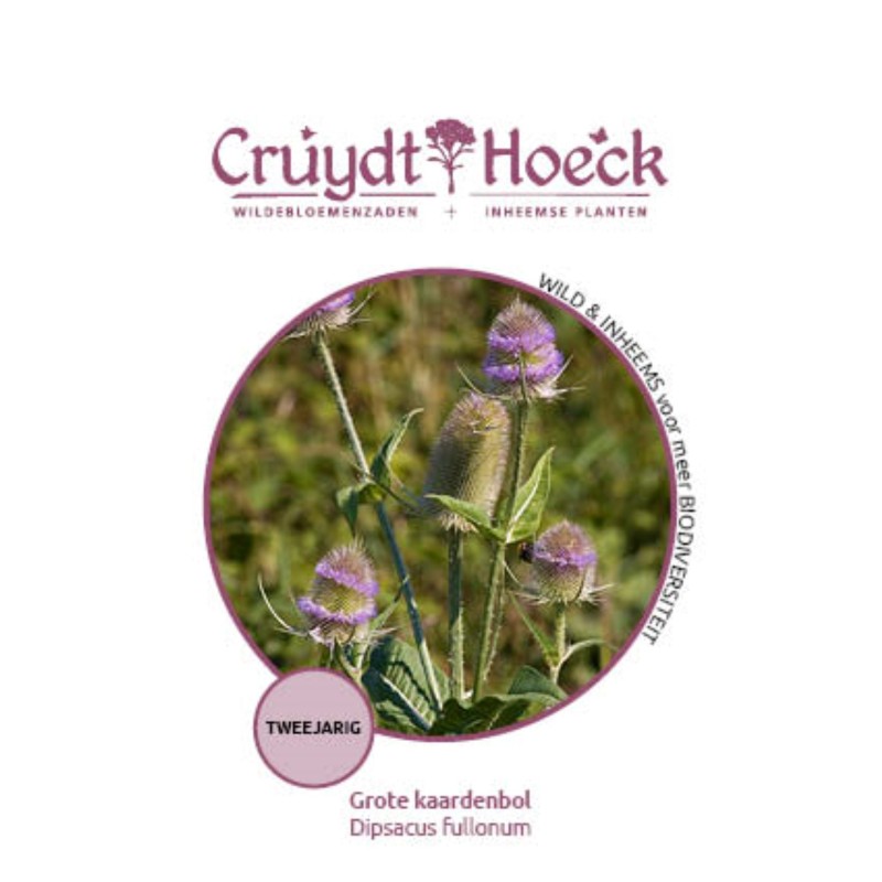 Grote kaardenbol - Dipsacus fullonum Grote kaardenbol - Dipsacus fullonum