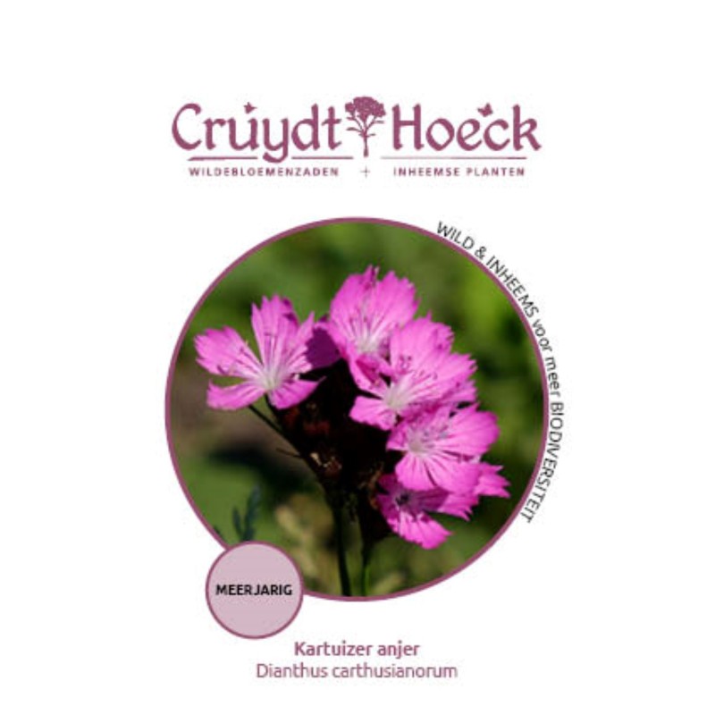 Kartuizer anjer - Dianthus carthusianorum Kartuizer anjer - Dianthus carthusianorum