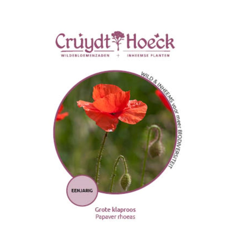 Grote klaproos - Papaver rhoeas Grote klaproos - Papaver rhoeas