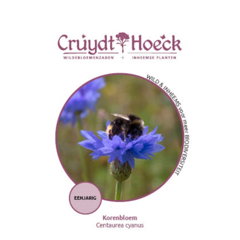 Korenbloem - Centaurea cyanus Korenbloem - Centaurea cyanus