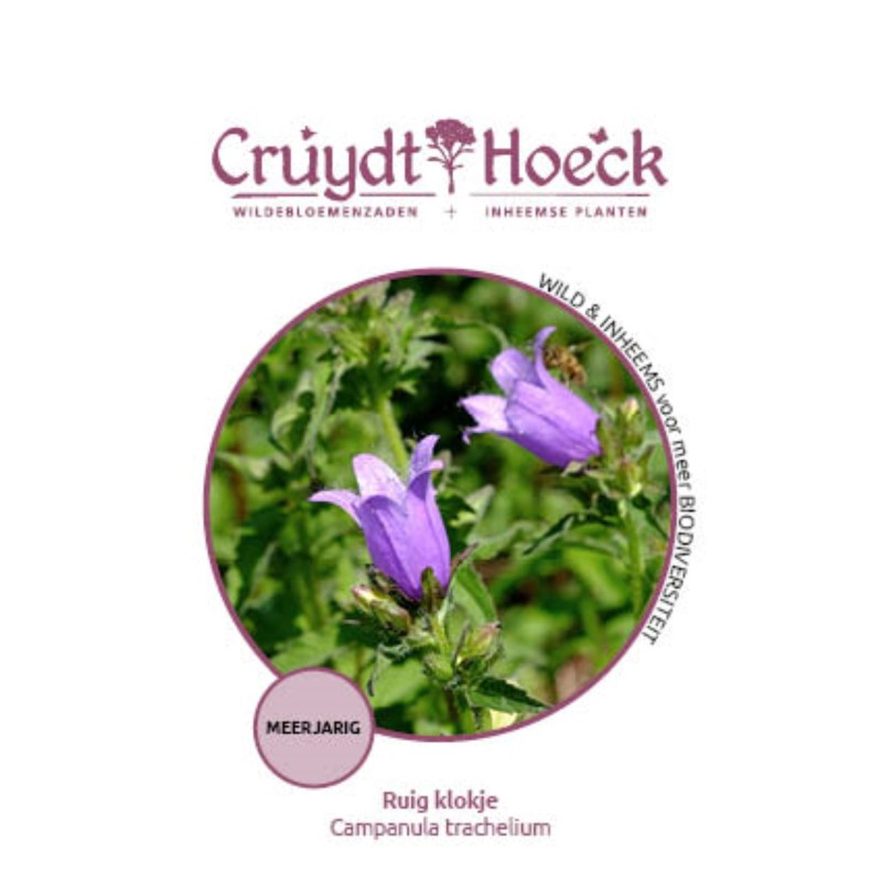 Ruig klokje - Campanula trachelium Ruig klokje - Campanula trachelium