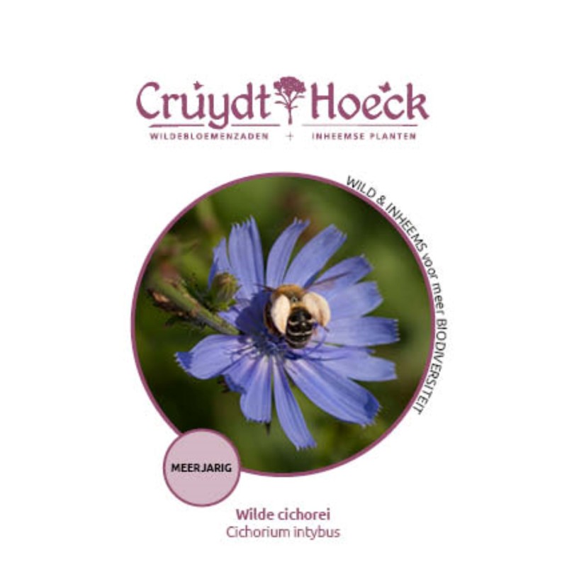 Wilde cichorei - Cichorium intybus Wilde cichorei - Cichorium intybus