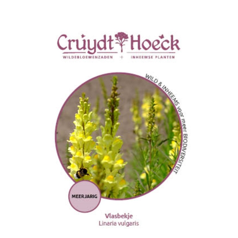 Vlasbekje - Linaria vulgaris Vlasbekje - Linaria vulgaris